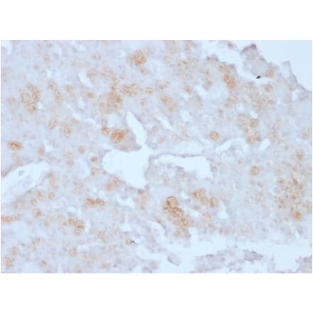 Immunohistochemistry - Anti-Annexin A1 Antibody [ANXA1/3727] - BSA and Azide free (A251997) - Antibodies.com