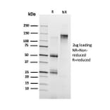 SDS-PAGE - Anti-Annexin A1 Antibody [ANXA1/3728] - BSA and Azide free (A251998) - Antibodies.com