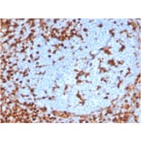 Immunohistochemistry - Anti-Annexin A1 Antibody [ANXA1/3869R] - BSA and Azide free (A252000) - Antibodies.com