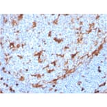 Immunohistochemistry - Anti-Annexin A1 Antibody [ANXA1/3869R] - BSA and Azide free (A251999) - Antibodies.com