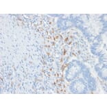 Immunohistochemistry - Anti-DC-SIGN Antibody [C209/1781] - BSA and Azide free (A252000) - Antibodies.com