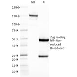 SDS-PAGE - Anti-DC-SIGN Antibody [C209/1781] - BSA and Azide free (A252002) - Antibodies.com