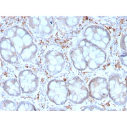 Immunohistochemistry - Anti-DC-SIGN Antibody [rC209/1781] - BSA and Azide free (A252003) - Antibodies.com