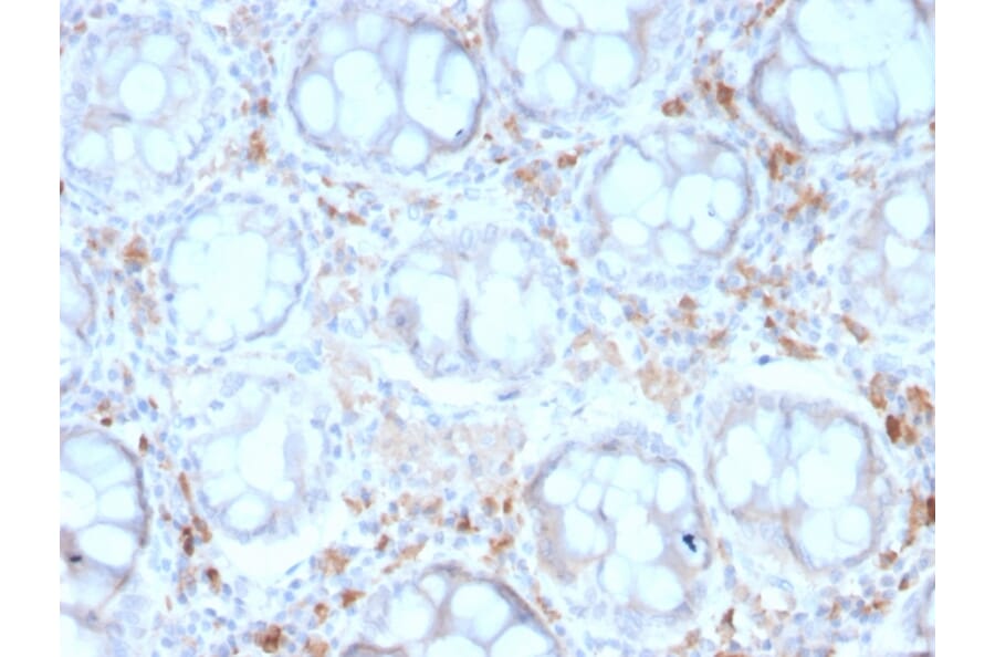 Immunohistochemistry - Anti-DC-SIGN Antibody [rC209/1781] - BSA and Azide free (A252002) - Antibodies.com