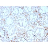 Immunohistochemistry - Anti-DC-SIGN Antibody [rC209/1781] - BSA and Azide free (A252002) - Antibodies.com