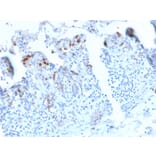 Immunohistochemistry - Anti-DC-SIGN Antibody [C209/2749R] - BSA and Azide free (A252003) - Antibodies.com