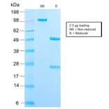 SDS-PAGE - Anti-DC-SIGN Antibody [C209/2749R] - BSA and Azide free (A252004) - Antibodies.com