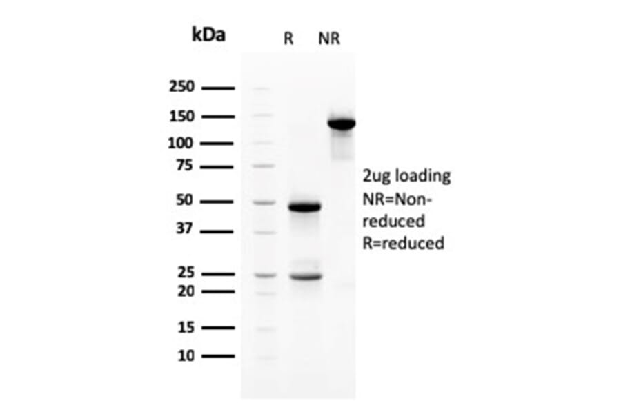 SDS-PAGE - Anti-Heregulin Antibody [NRG1/2710] - BSA and Azide free (A252005) - Antibodies.com