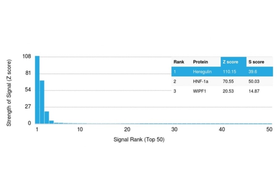 Protein Array - Anti-Heregulin Antibody [NRG1/2710] - BSA and Azide free (A252004) - Antibodies.com