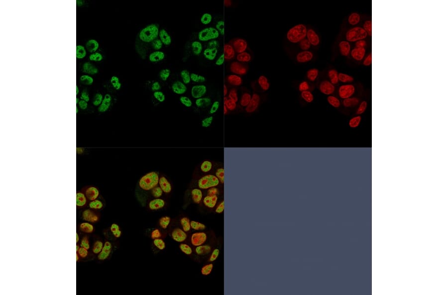 Immunofluorescence - Anti-Heregulin Antibody [NRG1/2752] - BSA and Azide free (A252006) - Antibodies.com