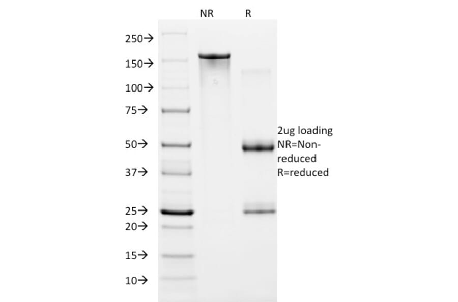 SDS-PAGE - Anti-HIF1 alpha Antibody [ESEE122] - BSA and Azide free (A252007) - Antibodies.com