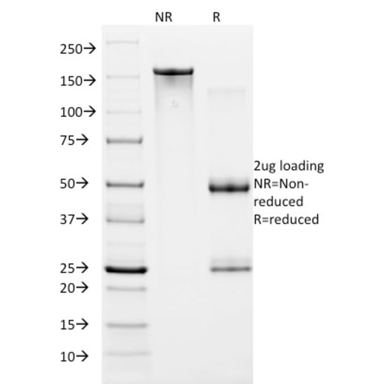 SDS-PAGE - Anti-HIF1 alpha Antibody [ESEE122] - BSA and Azide free (A252007) - Antibodies.com