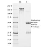 SDS-PAGE - Anti-HIF1 alpha Antibody [ESEE122] - BSA and Azide free (A252007) - Antibodies.com