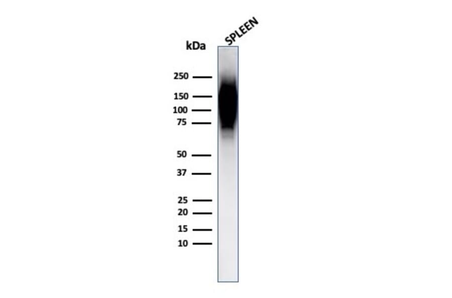 Western Blot - Anti-HIF1 alpha Antibody [Ha111a] - BSA and Azide free (A252009) - Antibodies.com