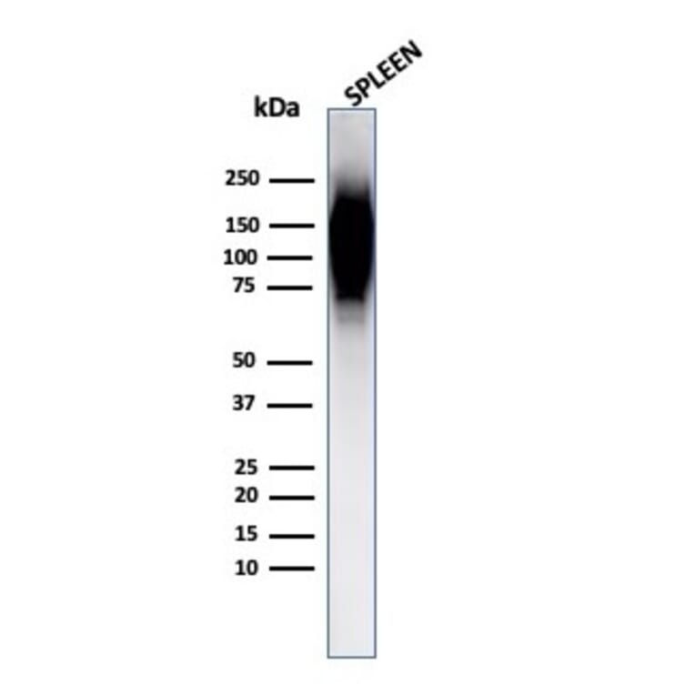 Western Blot - Anti-HIF1 alpha Antibody [Ha111a] - BSA and Azide free (A252009) - Antibodies.com