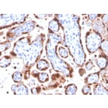 Immunohistochemistry - Anti-HIF1 alpha Antibody [Ha111a] - BSA and Azide free (A252008) - Antibodies.com