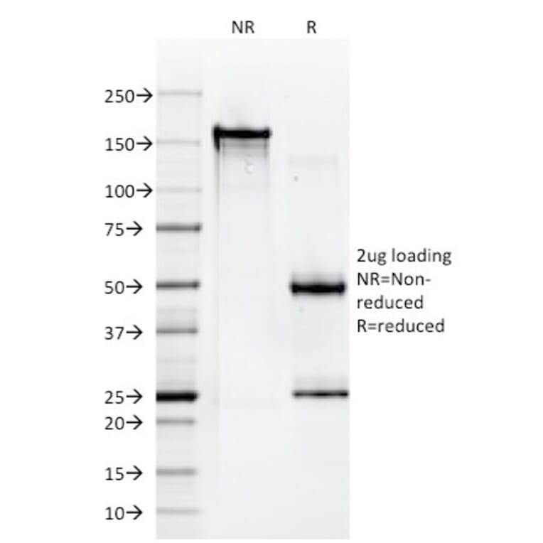 SDS-PAGE - Anti-HLA A Antibody [108-2C5] - BSA and Azide free (A252012) - Antibodies.com