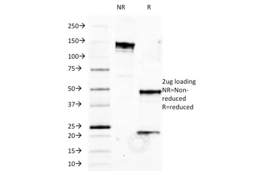 SDS-PAGE - Anti-HLA B Antibody [JOAN-1] - BSA and Azide free (A252015) - Antibodies.com