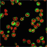 Immunofluorescence - Anti-HLA DP + DQ + DR Antibody [CR3/43] - BSA and Azide free (A252021) - Antibodies.com