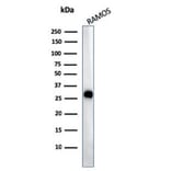 Western Blot - Anti-HLA DP + DQ + DR Antibody [CR3/43] - BSA and Azide free (A252021) - Antibodies.com