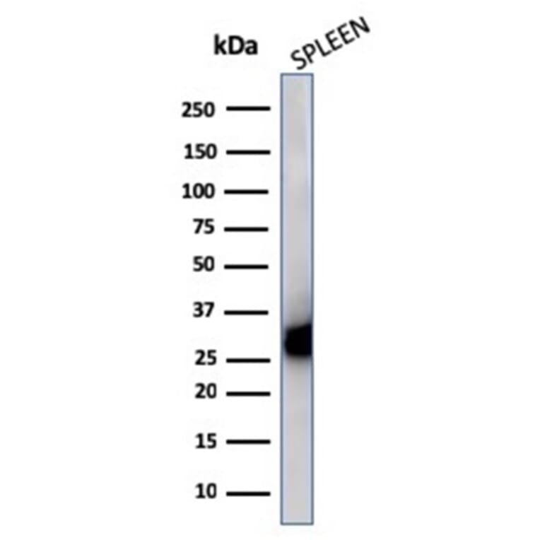 Western Blot - Anti-HLA DP + DQ + DR Antibody [CR3/43] - BSA and Azide free (A252021) - Antibodies.com