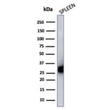 Western Blot - Anti-HLA DP + DQ + DR Antibody [CR3/43] - BSA and Azide free (A252021) - Antibodies.com