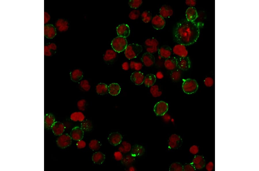 Immunofluorescence - Anti-HLA DP Antibody [HLA-DPB1/2862R] - BSA and Azide free (A252022) - Antibodies.com