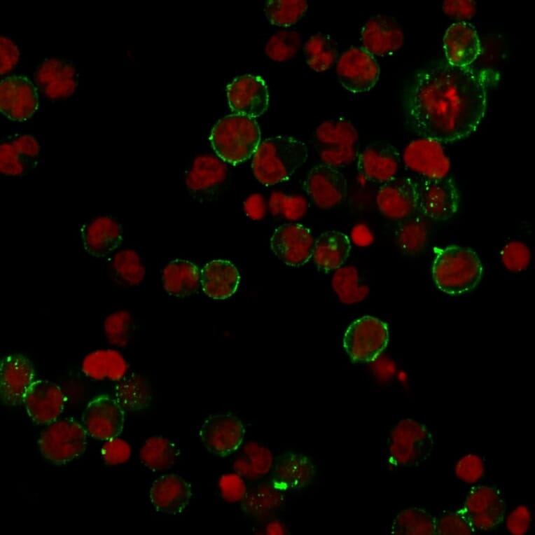 Immunofluorescence - Anti-HLA DP Antibody [HLA-DPB1/2862R] - BSA and Azide free (A252022) - Antibodies.com