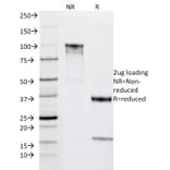 SDS-PAGE - Anti-HLA DRA Antibody [IPO-10] - BSA and Azide free (A252026) - Antibodies.com