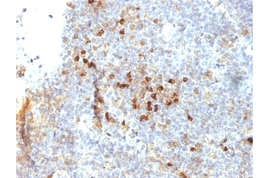 Immunohistochemistry - Anti-HLA DRA Antibody [19-26.1] - BSA and Azide free (A252029) - Antibodies.com