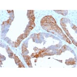 Immunohistochemistry - Anti-HLA DR Antibody [TAL 1B5] - BSA and Azide free (A252030) - Antibodies.com