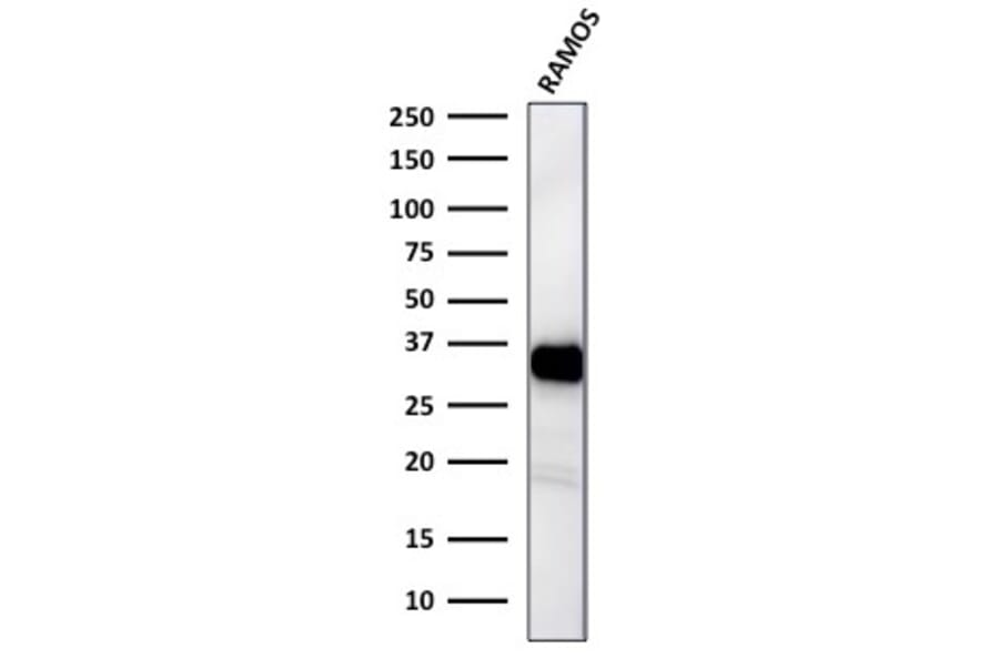 Western Blot - Anti-HLA DR Antibody [TAL 1B5] - BSA and Azide free (A252030) - Antibodies.com
