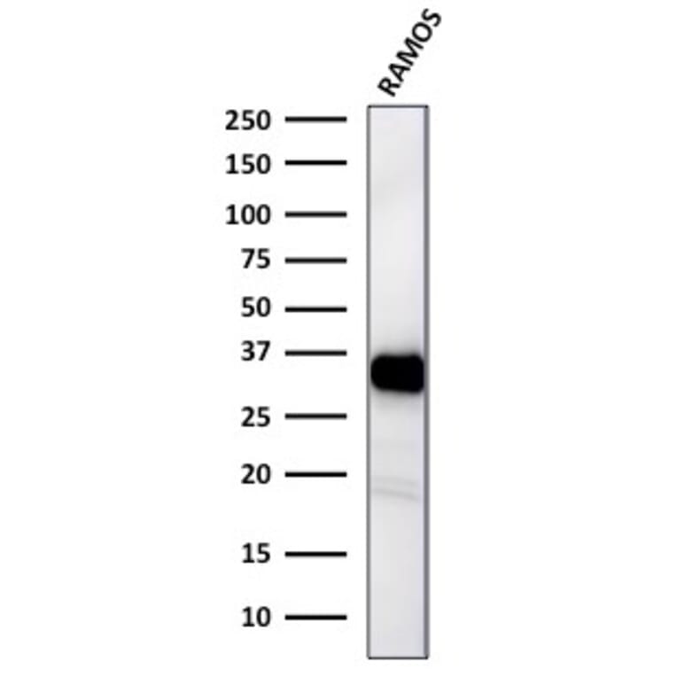 Western Blot - Anti-HLA DR Antibody [TAL 1B5] - BSA and Azide free (A252030) - Antibodies.com
