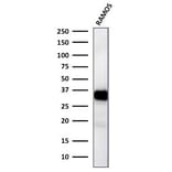 Western Blot - Anti-HLA DR Antibody [TAL 1B5] - BSA and Azide free (A252030) - Antibodies.com