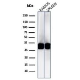 Western Blot - Anti-HLA DRB Antibody [LN-3] - BSA and Azide free (A252031) - Antibodies.com