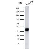 Western Blot - Anti-HLA DRB Antibody [LN-3] - BSA and Azide free (A252031) - Antibodies.com