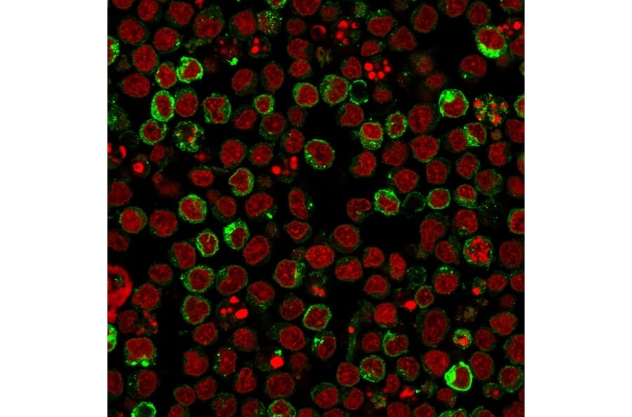 Immunofluorescence - Anti-HLA DRB Antibody [LN-3] - BSA and Azide free (A252031) - Antibodies.com