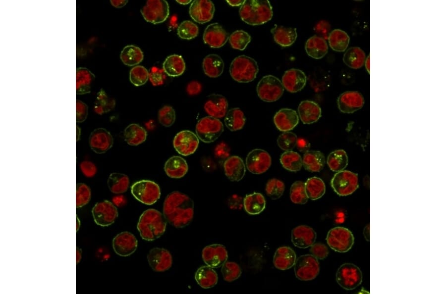 Immunofluorescence - Anti-HLA DRB Antibody [SPM289] - BSA and Azide free (A248852) - Antibodies.com