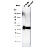 Western Blot - Anti-HLA DRB Antibody [SPM288] - BSA and Azide free (A252033) - Antibodies.com