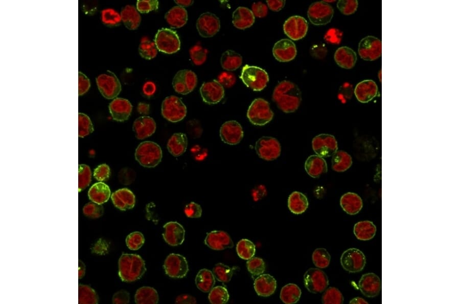 Immunofluorescence - Anti-HLA DRB Antibody [SPM288] - BSA and Azide free (A252033) - Antibodies.com