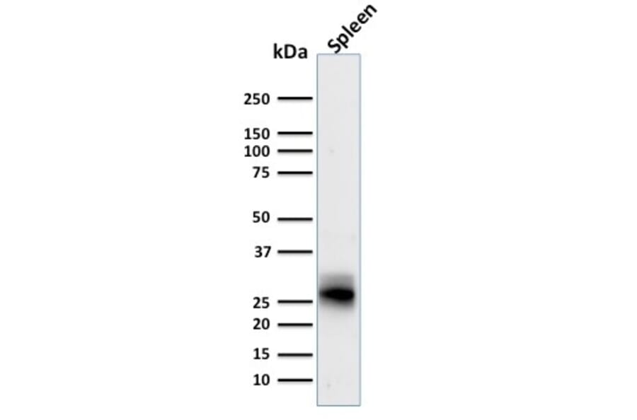 Western Blot - Anti-HLA DRB Antibody [SPM423] - BSA and Azide free (A248854) - Antibodies.com