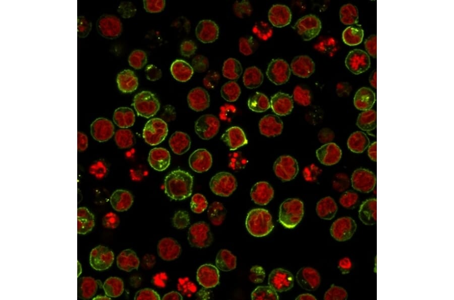 Immunofluorescence - Anti-HLA DRB Antibody [SPM423] - BSA and Azide free (A248854) - Antibodies.com