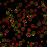 Immunofluorescence - Anti-HLA DRB Antibody [SPM423] - BSA and Azide free (A248854) - Antibodies.com