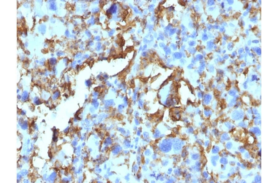 Immunohistochemistry - Anti-HLA DRB Antibody [HLA-DRB/1067] - BSA and Azide free (A252035) - Antibodies.com
