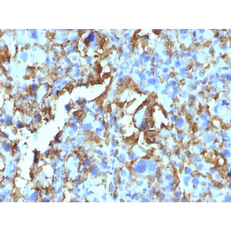 Immunohistochemistry - Anti-HLA DRB Antibody [HLA-DRB/1067] - BSA and Azide free (A252035) - Antibodies.com
