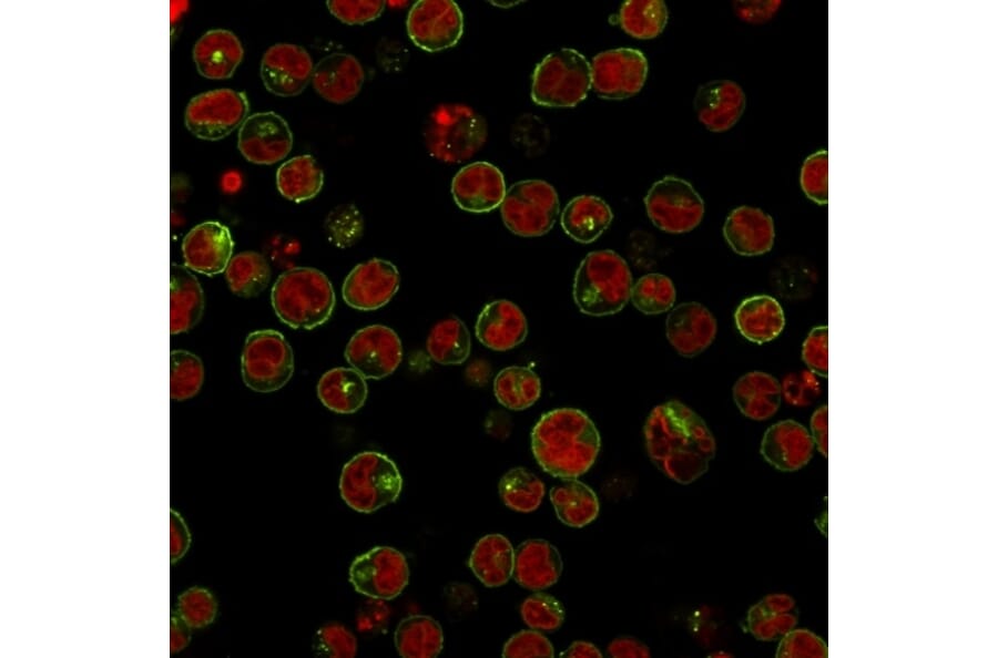 Immunofluorescence - Anti-HLA DRB Antibody [HLA-DRB/1067] - BSA and Azide free (A252035) - Antibodies.com