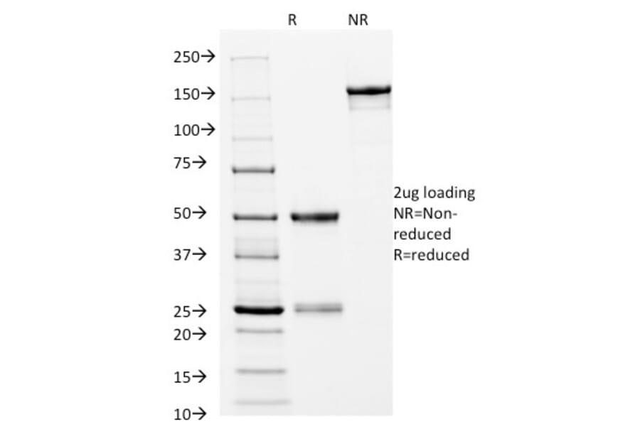 SDS-PAGE - Anti-HLA DRB Antibody [L243] - BSA and Azide free (A252035) - Antibodies.com