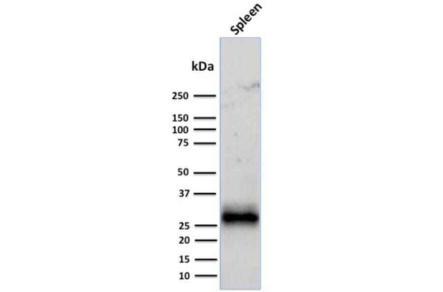 Western Blot - Anti-HLA DRB Antibody [LN-3 + HLA-DRB/1067] - BSA and Azide free (A248858) - Antibodies.com
