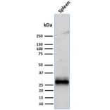 Western Blot - Anti-HLA DRB Antibody [LN-3 + HLA-DRB/1067] - BSA and Azide free (A248858) - Antibodies.com