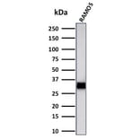 Western Blot - Anti-HLA DRB Antibody [LN-3 + HLA-DRB/1067] - BSA and Azide free (A248858) - Antibodies.com